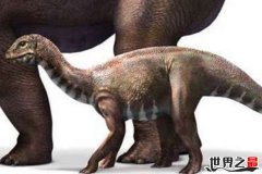 最小的恐龙